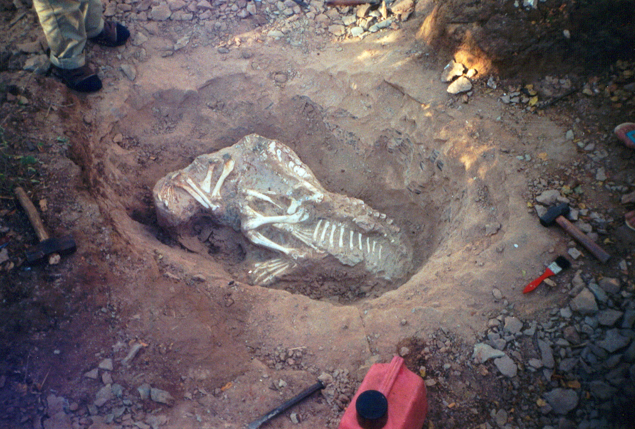 http://www.dc.golgota.org/criacao/eloperdido/fossil3.jpg